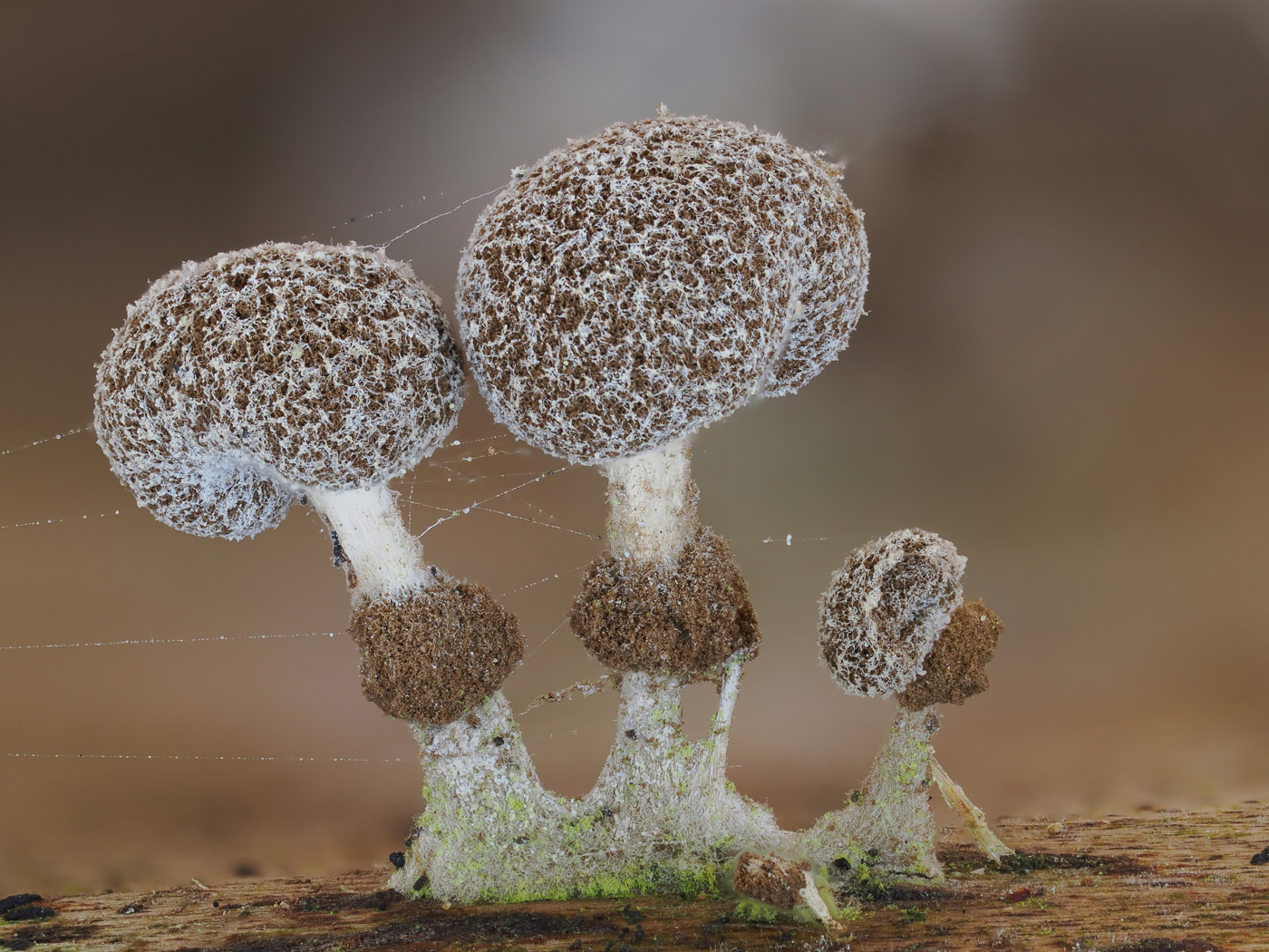 Photo by Claire Williams Phleogena faginea by Claire Williams